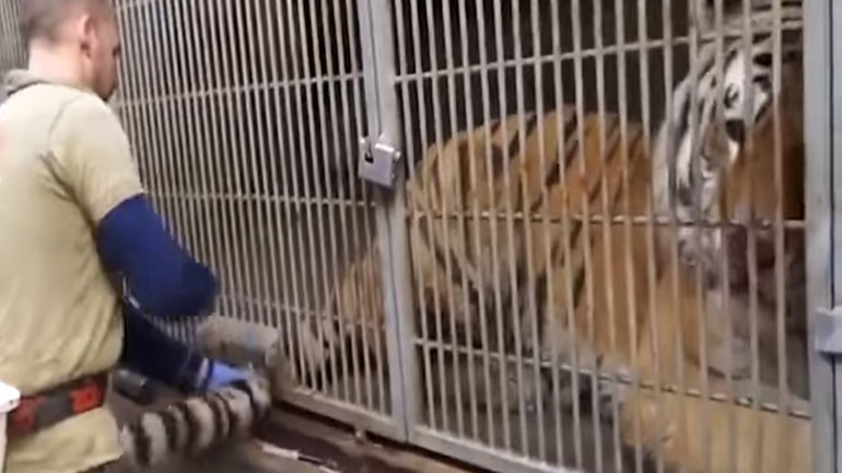 Παίρνοντας αίμα από μια τίγρη